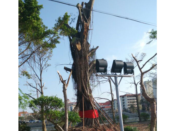 莫蘭蒂臺風(fēng)后石鼓路大榕樹遷至龍舟池_集美龍舟池