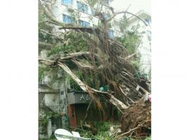 石鼓路大榕樹，在莫蘭蒂的吹襲中連根拔起2_集美石鼓路商圈