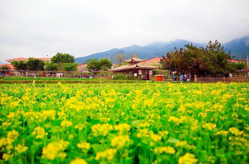 東孚大曦山公園 (6)_大曦山薰衣草公園好玩嗎_大曦山薰衣草公園怎么去(在哪里)_大曦山薰衣草公園門(mén)票多少錢(qián)?_大曦山薰衣草公園