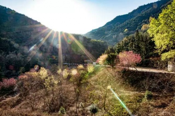 在同安，有一個偏僻的小山村美爆了這個春天！