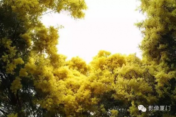 《跑男》要來集美啦！他們竟然要去……