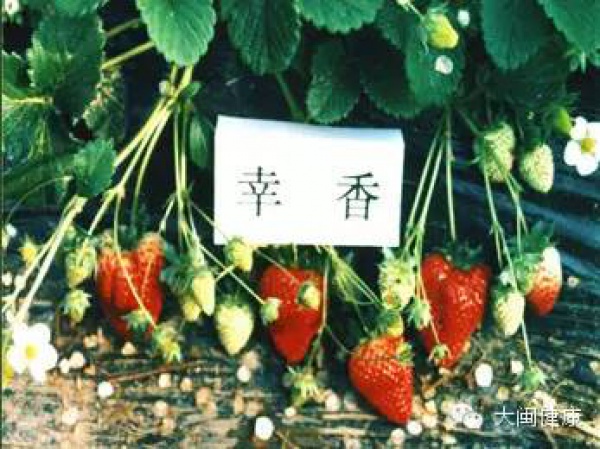 空心草莓都是用激素催熟的嗎？這幾種草莓不能買！