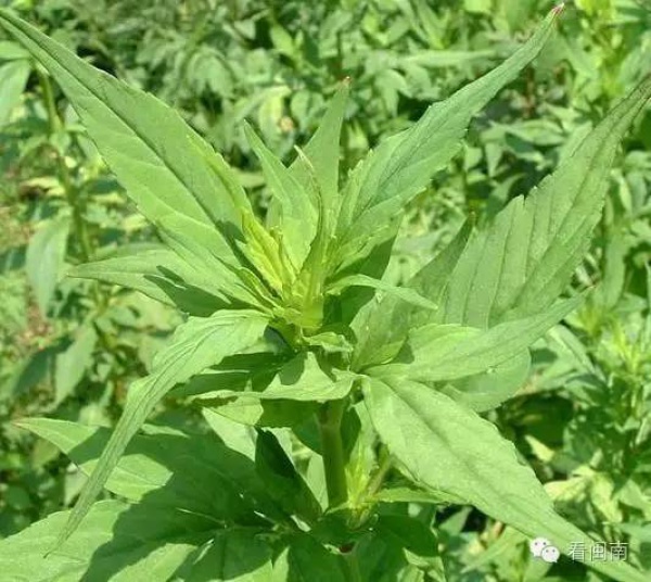 布衣暖菜根香讀書滋味長(zhǎng)