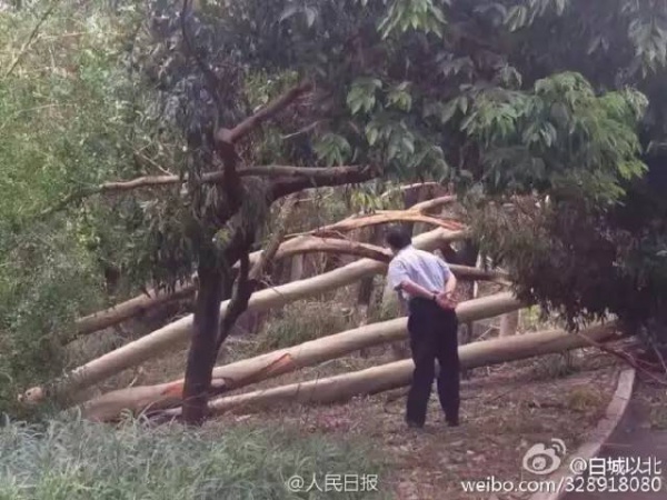 一起見證廈門奇跡，這座滿目瘡痍的城市已經傷愈！