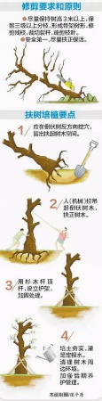 廈門60萬株樹木被臺(tái)風(fēng)吹倒，它們都去哪了？還有13.5萬株等待回種....