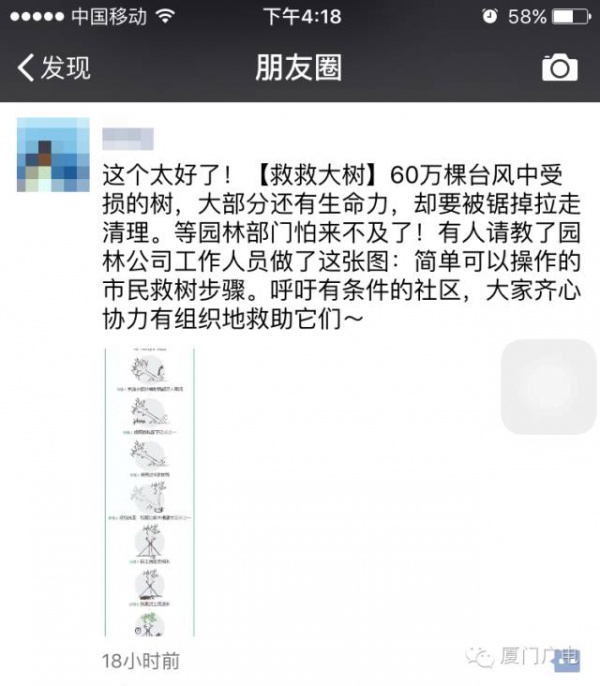 廈門60萬株樹木被臺(tái)風(fēng)吹倒，它們都去哪了？還有13.5萬株等待回種....