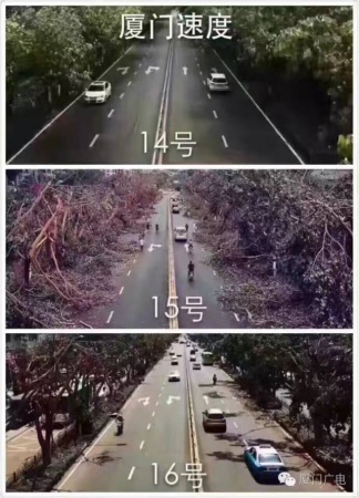 廈門60萬株樹木被臺(tái)風(fēng)吹倒，它們都去哪了？還有13.5萬株等待回種....