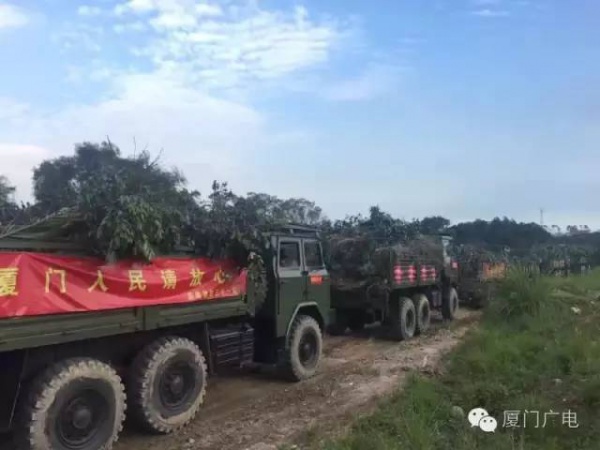 廈門60萬株樹木被臺(tái)風(fēng)吹倒，它們都去哪了？還有13.5萬株等待回種....