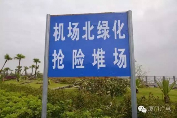廈門60萬株樹木被臺(tái)風(fēng)吹倒，它們都去哪了？還有13.5萬株等待回種....