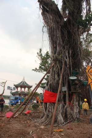 學(xué)村印象｜原來(lái)，石鼓路不僅有大榕樹(shù)，還有個(gè)“小巴黎”……