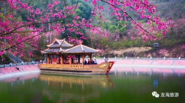 三月將至，花開(kāi)當(dāng)時(shí)，賞櫻之行要提上日程了！