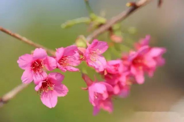 三月將至，花開(kāi)當(dāng)時(shí)，賞櫻之行要提上日程了！