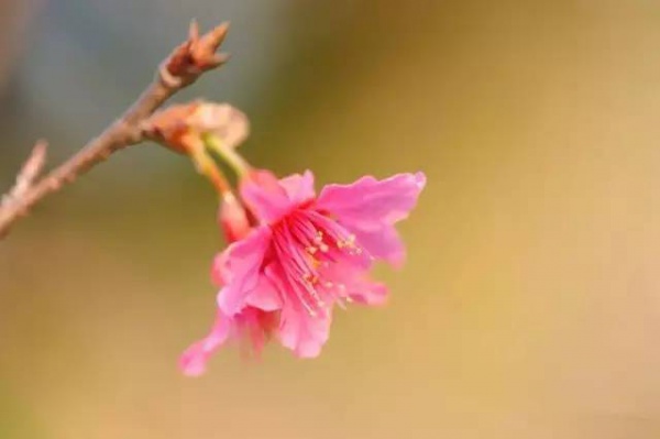 三月將至，花開(kāi)當(dāng)時(shí)，賞櫻之行要提上日程了！