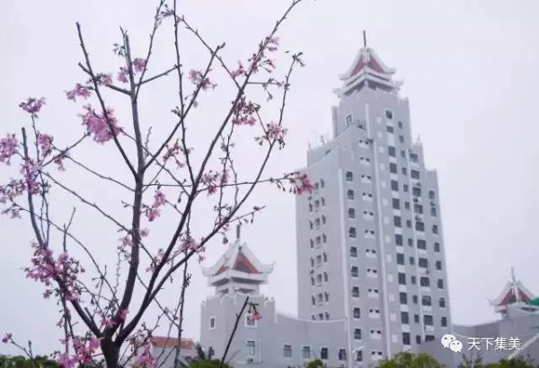 看櫻花不去日本來集大！師生校友“以愛之名”澆灌它
