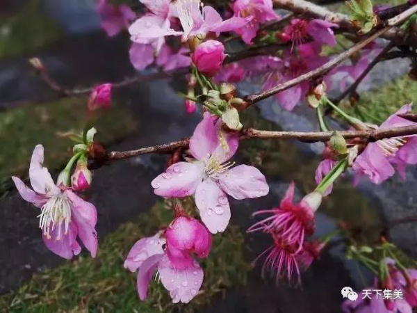 看櫻花不去日本來集大！師生校友“以愛之名”澆灌它