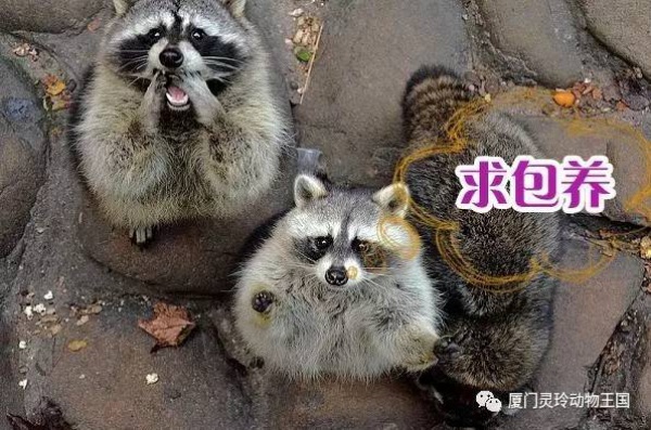 探索新奇的動物知識和傳統(tǒng)的古龍醬文化，來場一日游吧！