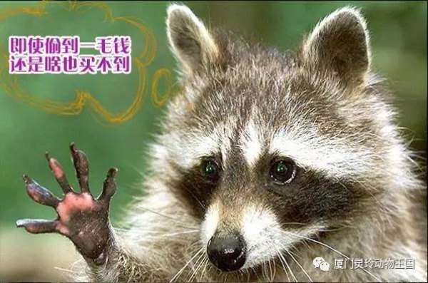 探索新奇的動物知識和傳統(tǒng)的古龍醬文化，來場一日游吧！