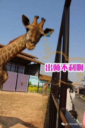探索新奇的動物知識和傳統(tǒng)的古龍醬文化，來場一日游吧！