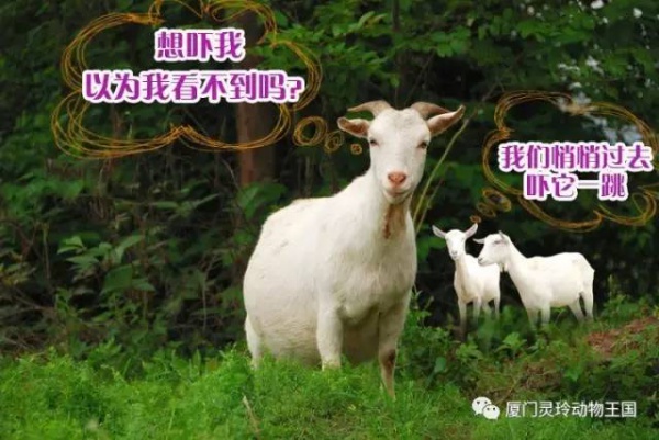 探索新奇的動物知識和傳統(tǒng)的古龍醬文化，來場一日游吧！
