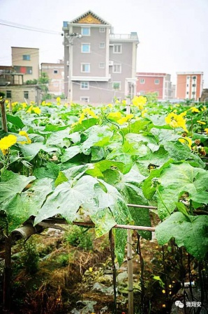 翔安有個(gè)名副其實(shí)的美麗小山村...