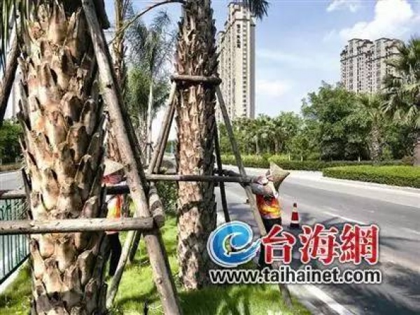 緊急！廈門沿海景區(qū)17點前關(guān)閉！動車停運！輪渡停航！航班取消！碼頭停運！納沙將登陸廈門—霞浦沿海！