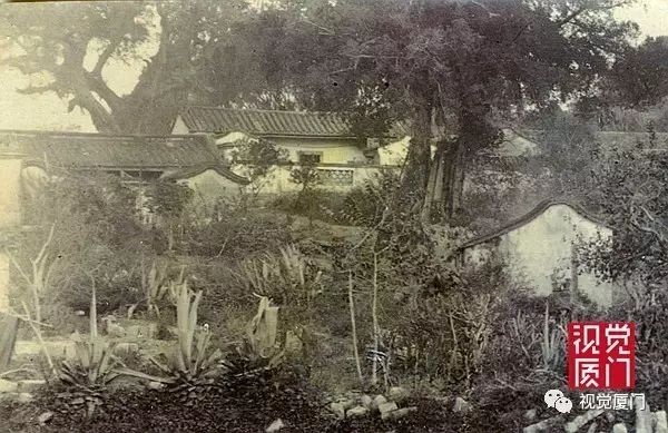 呼吁：請(qǐng)廈門市政府給龍舌蘭一個(gè)“市草”的頭銜