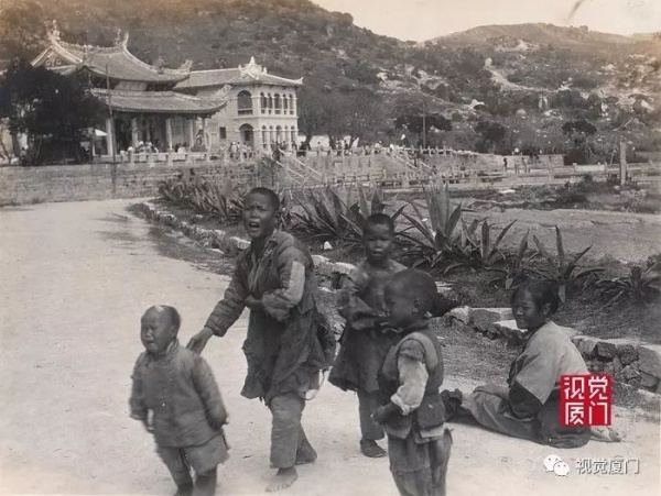 呼吁：請(qǐng)廈門市政府給龍舌蘭一個(gè)“市草”的頭銜