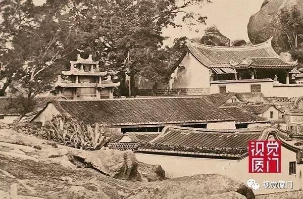 呼吁：請(qǐng)廈門市政府給龍舌蘭一個(gè)“市草”的頭銜