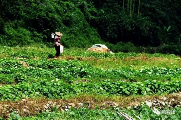 南安官橋曙光村（一）：向北，向北，直到那飄蕩著地瓜香的土地