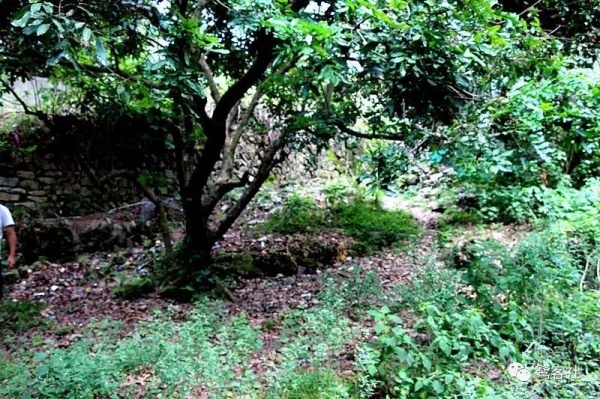 南安官橋曙光村（一）：向北，向北，直到那飄蕩著地瓜香的土地