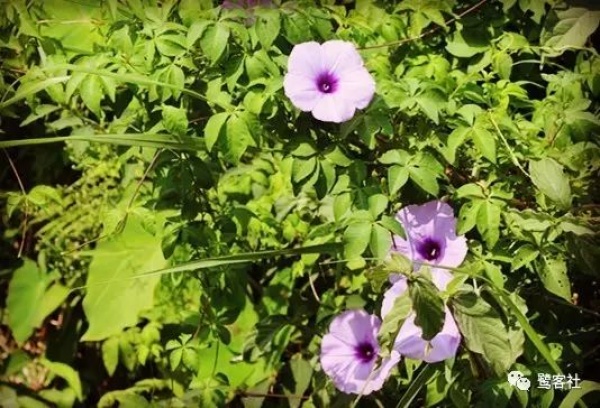 南安官橋曙光村（一）：向北，向北，直到那飄蕩著地瓜香的土地
