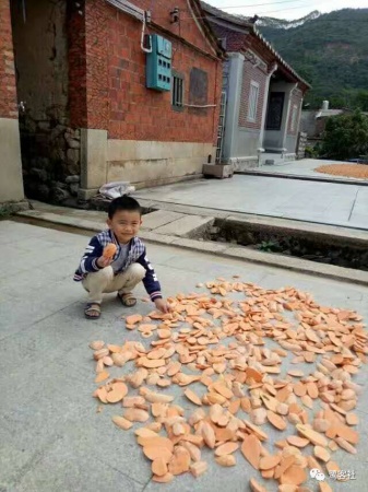南安官橋曙光村（一）：向北，向北，直到那飄蕩著地瓜香的土地